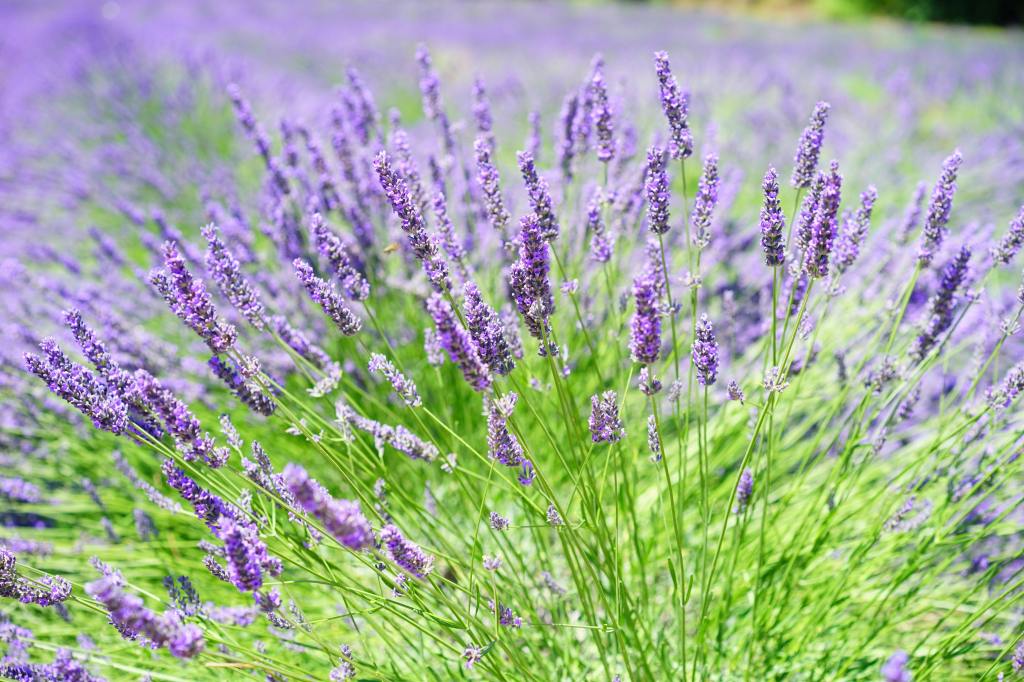 Lavender as a Natural Sleep Aid: Ancient Wisdom and Modern&nbsp;Use